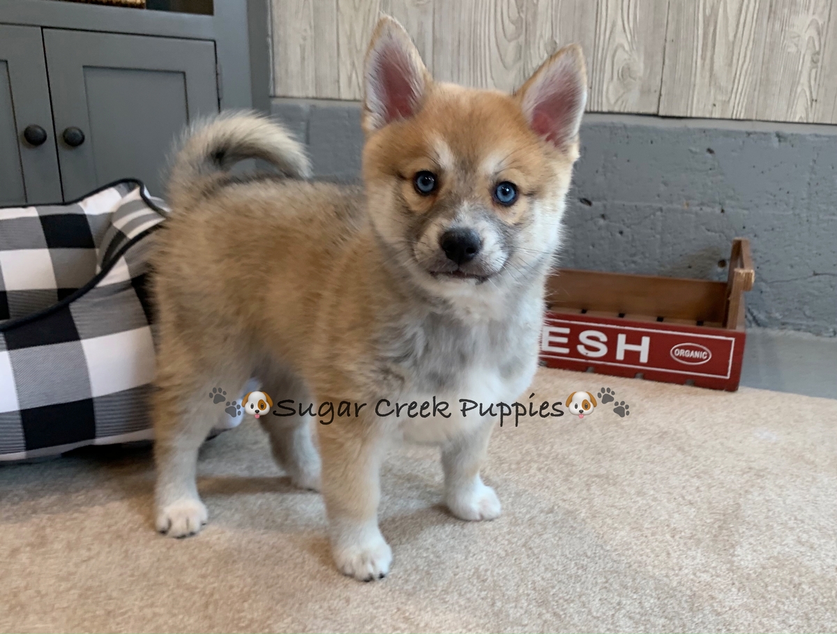 The Pomsky Breed Sugar Creek Puppies